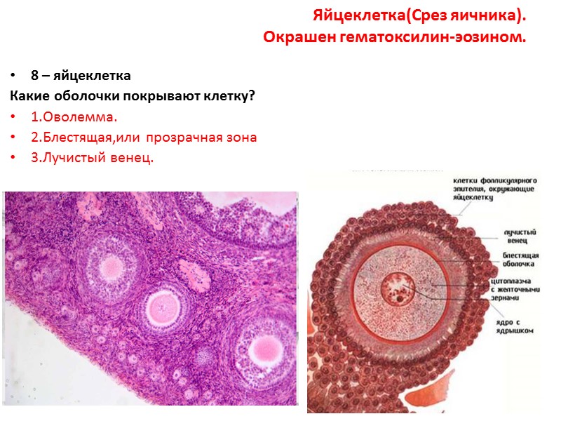 Яйцеклетка(Срез яичника).  Окрашен гематоксилин-эозином.  8 – яйцеклетка Какие оболочки покрывают клетку? 1.Оволемма.